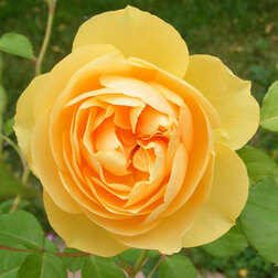 ������ ������ ���� �������� ������ �����   ����