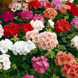 ������ ������ ���������� ��������� ������� ���� (1��-100��) ���������������� ������   ����