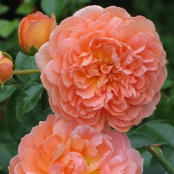 ������ ������ ���� �������� ���������� ��� �����   ����