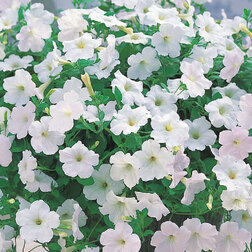 ������ ������ ������� ��������� ����� ���� (1��-250�����) ���������������� ������   ����