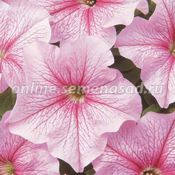 ������ ������ ������� ����������� ����� ���� ���� (1��-100�����) ���������������� ������   ����