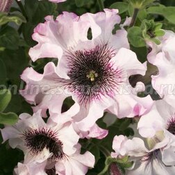 ������ ������ ������� ��������������� ����� (1��-100�����) ���������������� ������   ����