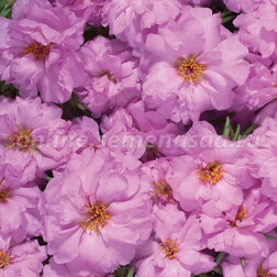 ������ ������ �������� �������� ���� (1��-1000��) ���������������� ������   ����