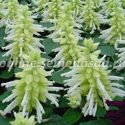 ������ ������ ������� ����� ���� (1��-100��) ���������������� ������   ����