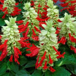 ������ ������ ������� ����� ���� �������� (1��-100��) ���������������� ������   ����