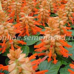 ������ ������ ������� ����� ������ (1��-100��) ���������������� ������   ����