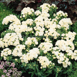 ������ ������ ����� ��������� ������ ���� (1��-100��) ���������������� ������   ����