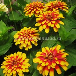 ������ ������ ������ ����� ������� ��� ����� (1��-250��) ���������������� ������   ����