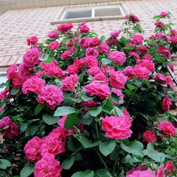 ������ ������ ���� ��������� ��������� ���� �����   ����