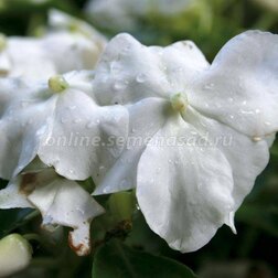 ������ ������ ��������� ������ ���� (1��-100��) ���������������� ������   ����