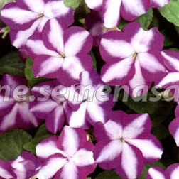 ������ ������ ��������� ������ ������ ���� (1��-100��.) ���������������� ������   ����