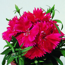 ������ ������ �������� ����� ���� ������ (1��-100��) ���������������� ������   ����