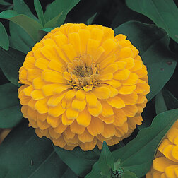 ������ ������ ������ �������� ����� (1��-100��) ���������������� ������   ����