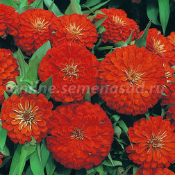 ������ ������ ������ �������� ������� (1��-100��) ���������������� ������   ����