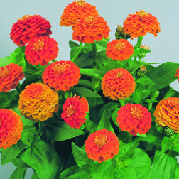 ������ ������ ������ ������� ����� (1��-100��) ���������������� ������   ����