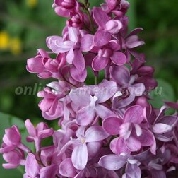 ������ ������ ������������ ������ ������������ ������ �����������   ����