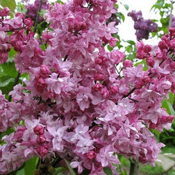 ������ ������ ������ ������������ ��������� �����������   ����