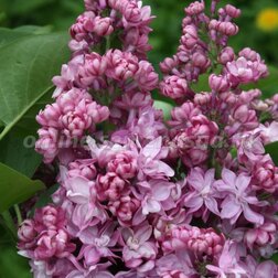 ������ ������ ������� ������ ������ � ������ (������������)   ����