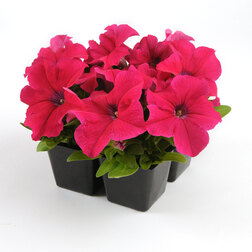 ������ ������ ������� ����������� �� ����� ���� (1��-100�����) ���������������� ������   ����