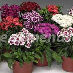 ������ ������ �������� �������� ��������� ������� ���� (1��-100��) ���������������� ������   ����