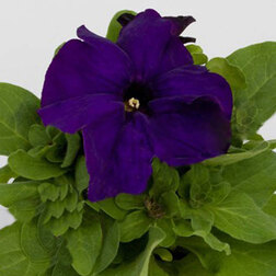 ������ ������ ������� ����������� �������� ������ ��� (1��-100�����) ���������������� ������   ����