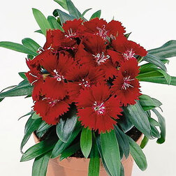 ������ ������ �������� ���� ������� (1��-100��) ���������������� ������   ����