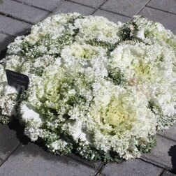 ������ ������ ������� ������������ ������ ���� (1��-100��) ���������������� ������   ����