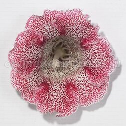 ������ ������ ��������� ������� ��� ������ (1��-100�����) ���������������� ������   ����