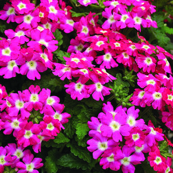 ������ ������ ������� ������� ���� ��� �� (1��-1000��)   ����