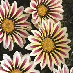 ������ ������ ������� ��� ���� ���� ����� (1��-100��) ���������������� ������   ����