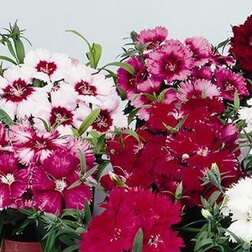 ������ ������ �������� ����� ���� (1��-1000��) ���������������� ������   ����