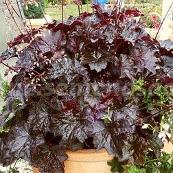 ������ ������ ������� ����� ����� (1��-1000�����) ���������������� ������   ����