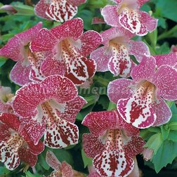 ������ ������ ������� ������ ���� ����� (1 ��-100 �����) ���������������� ������   ����