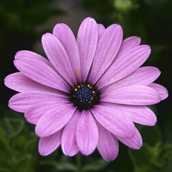 ������ ������ ������������ ���� ���� (1��-100��) ���������������� ������   ����