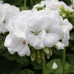 ������ ������ ���������� ��������� ����� ���� (1��-100��) ���������������� ������   ����