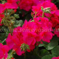 ������ ������ ���������� ��������� ����� ������ (1��-100��) ���������������� ������   ����