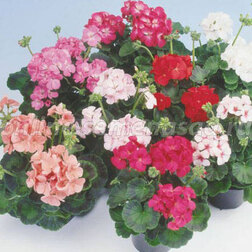 ������ ������ ���������� ��������� ����� ���� (1��-100��) ���������������� ������   ����