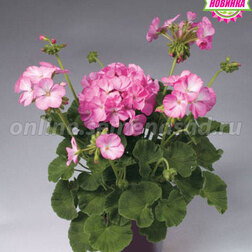 ������ ������ ���������� ��������� ����� ���� ������� (1��-100��) ���������������� ������   ����