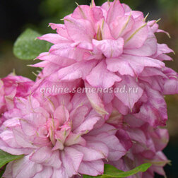 ������ ������ �������� ��������������� �������� �����   ����