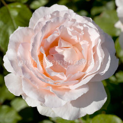 ������ ������ ���� ����� �����-��������� ����� �� ����   ����