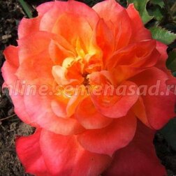 ������ ������ ���� ����������� ��������   ����