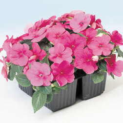 ������ ������ ��������� ������ ���� (1��-100��) ���������������� ������   ����