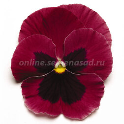 ������ ������ ����� ��������������� ������� ���� ����� (1��-100��) ���������������� ������   ����