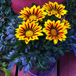 ������ ������ ������� ���� ����� ����� (1��-100��) ���������������� ������   ����