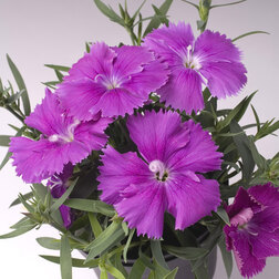 ������ ������ �������� ����� �������� (1��-100��) ���������������� ������   ����