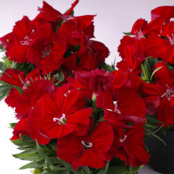 ������ ������ �������� ����� ������� (1��-100��) ���������������� ������   ����