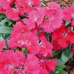 ������ ������ �������� ���� ���� (1��-100��) ���������������� ������   ����