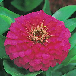 ������ ������ ������ �������� ���� (1��-100��) ���������������� ������   ����