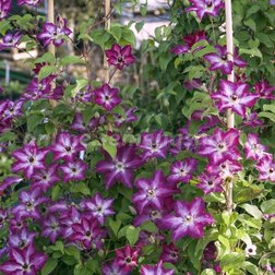 ������ ������ �������� ��������������� ���� �������   ����