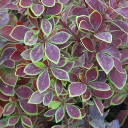 ������ ������ �������� �������� �������� (������������)   ����